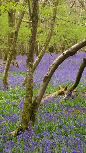 Qualifications. Bluebells Vertical
